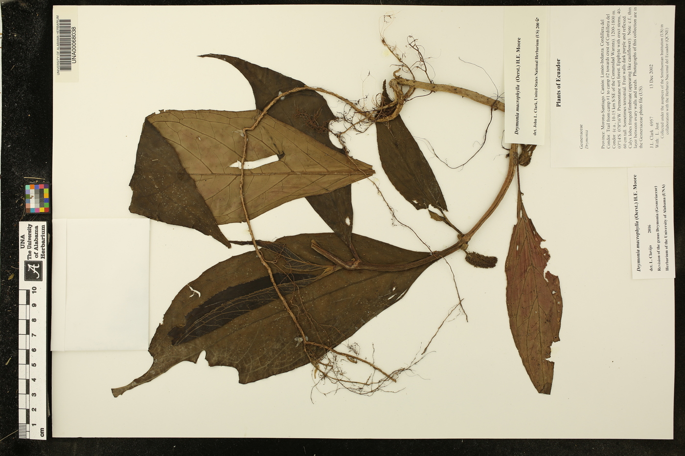 Drymonia macrophylla image