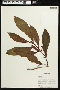 Columnea inaequilatera image