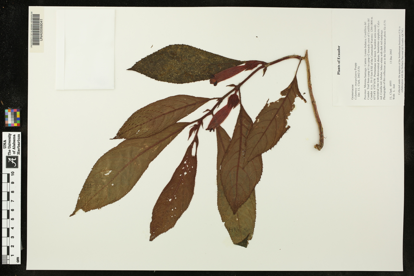 Columnea inaequilatera image