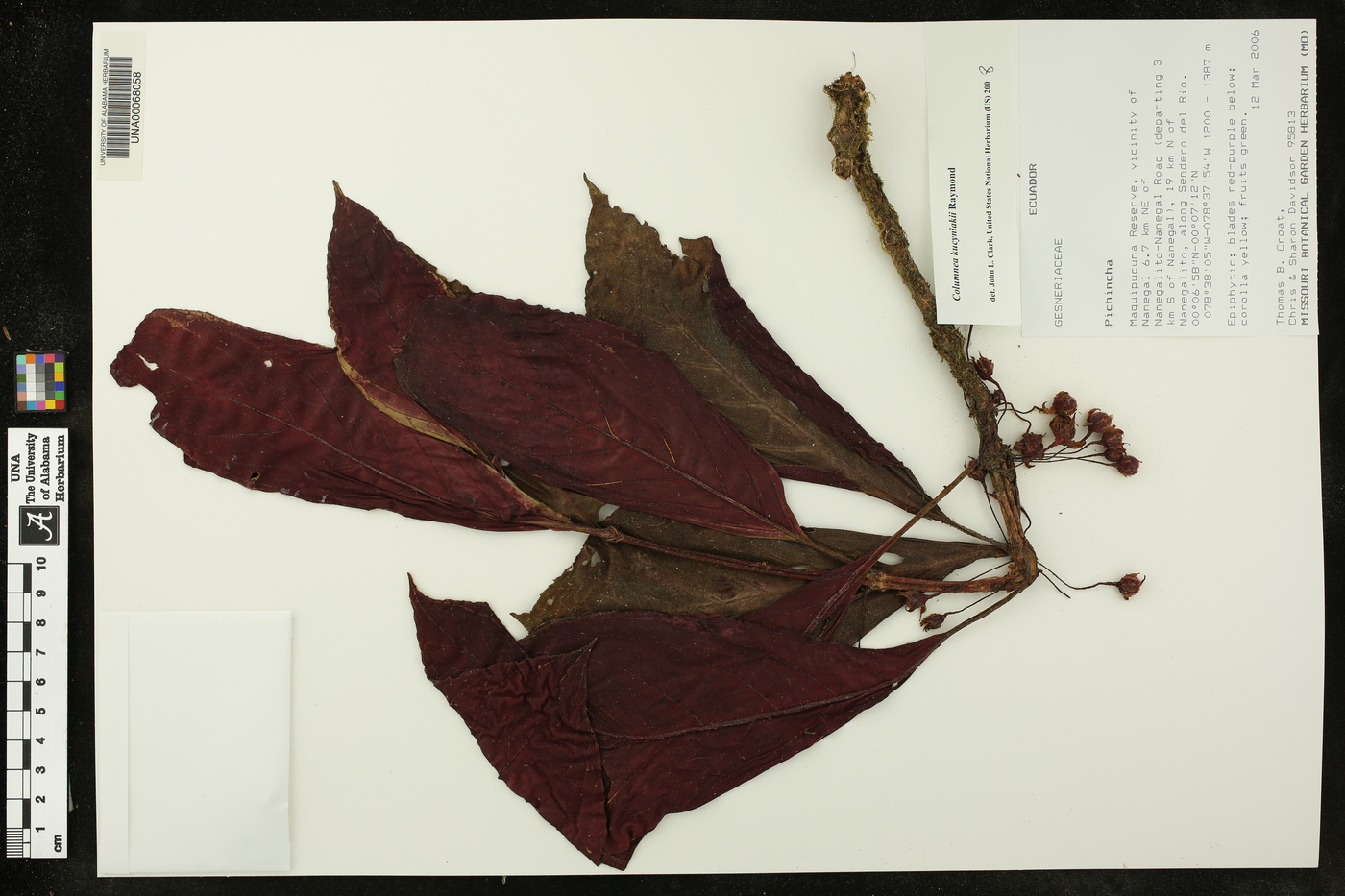 Columnea kucyniakii image