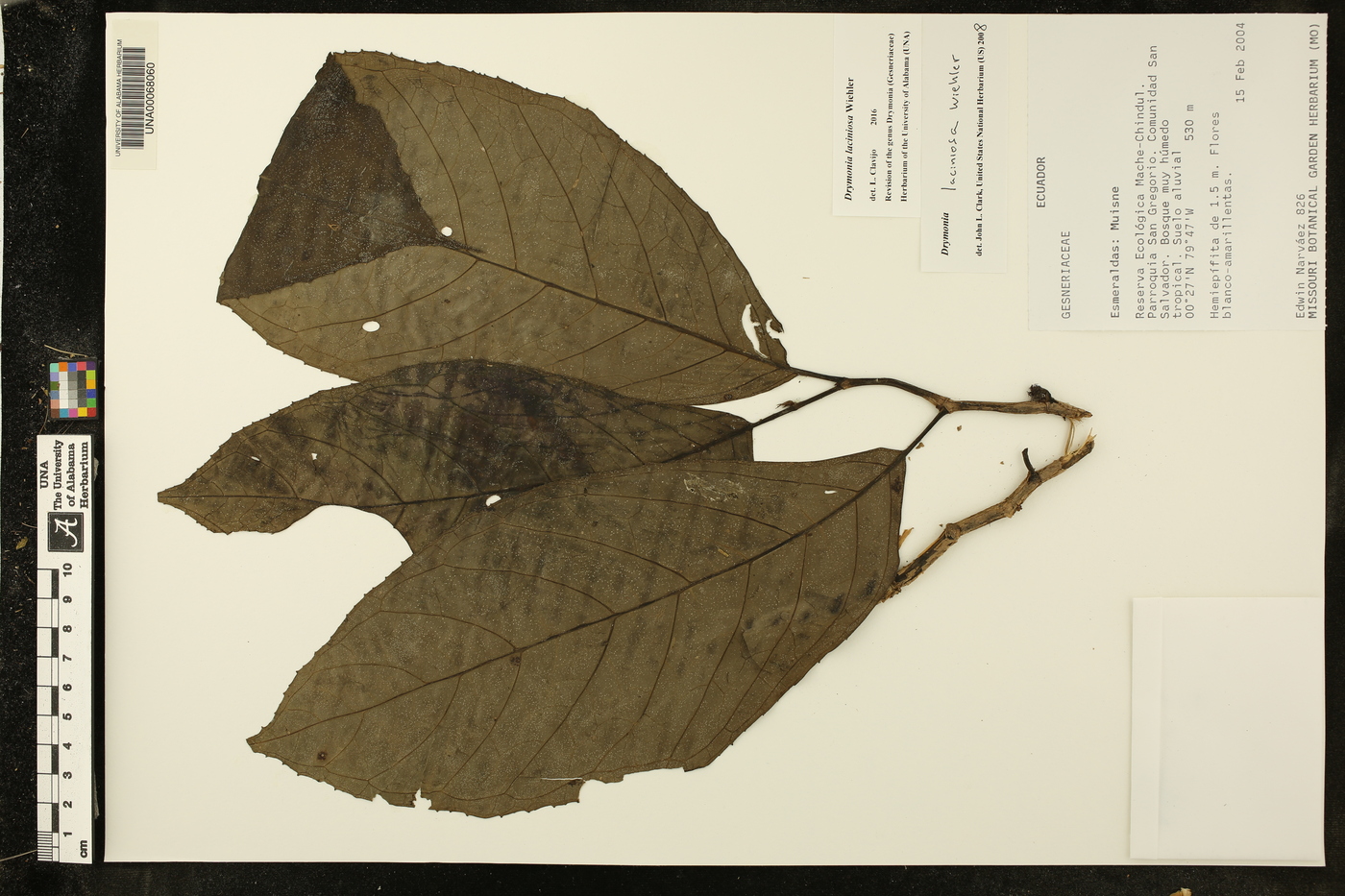 Drymonia laciniosa image