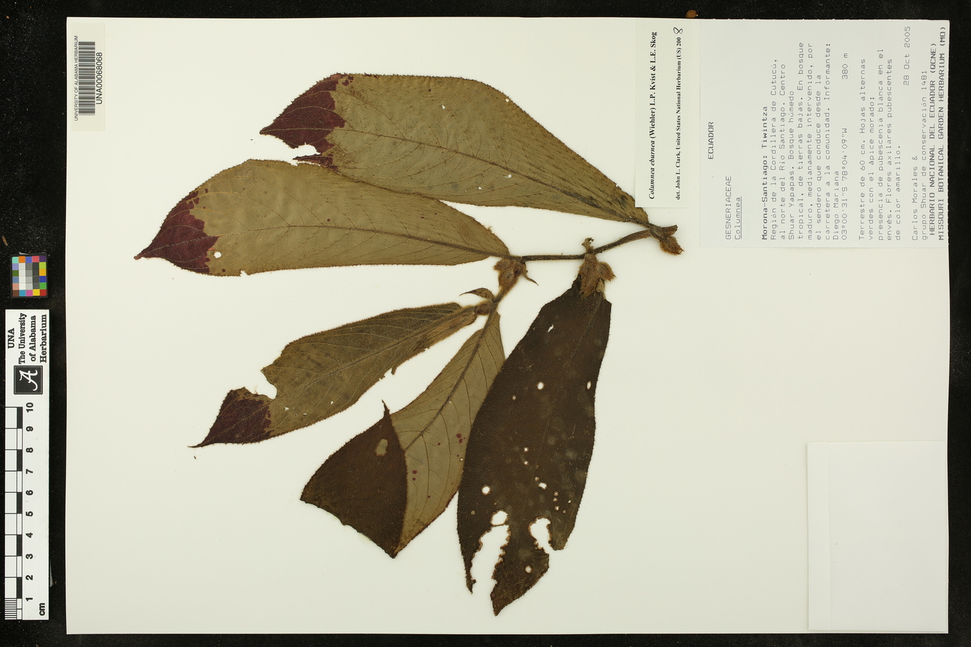 Columnea eburnea image