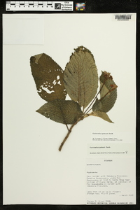 Gasteranthus quitensis image