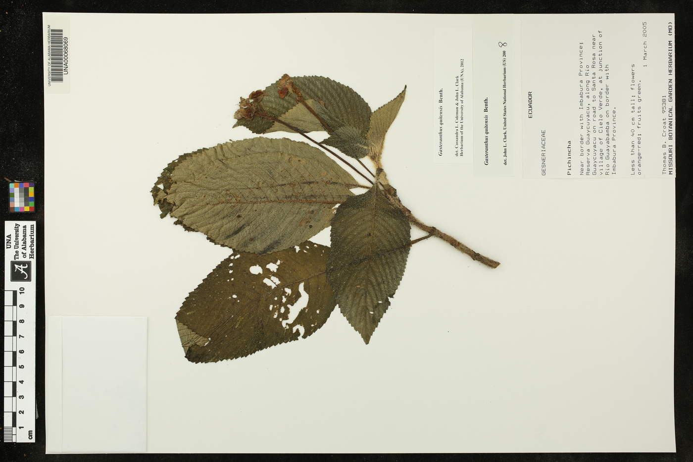 Gasteranthus quitensis image