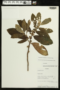 Cremosperma anisophyllum image