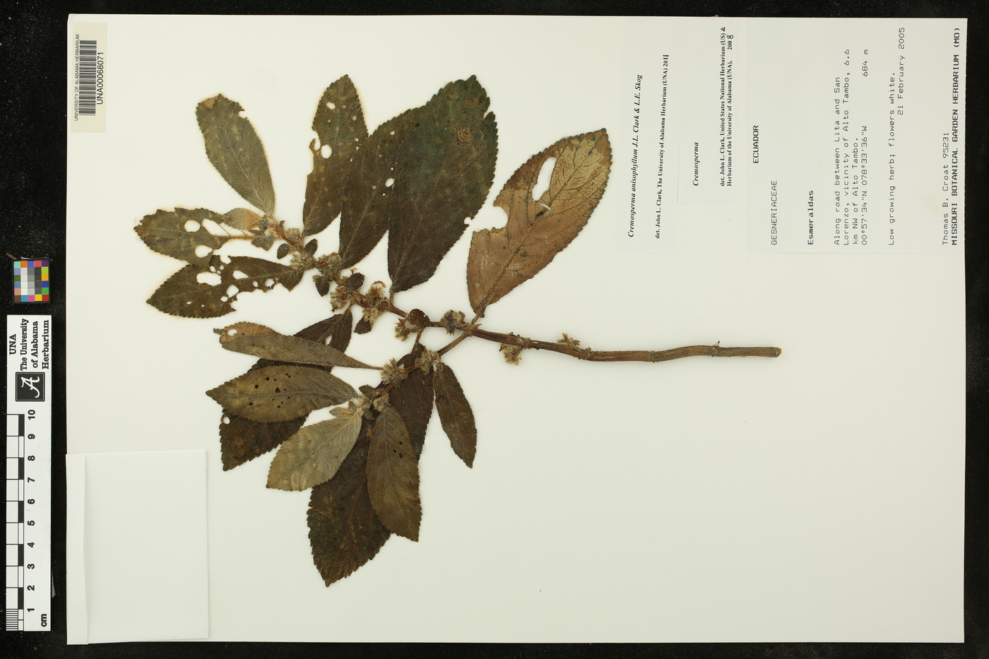 Cremosperma anisophyllum image