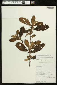 Cremosperma anisophyllum image