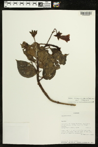 Kohleria inaequalis var. inaequalis image