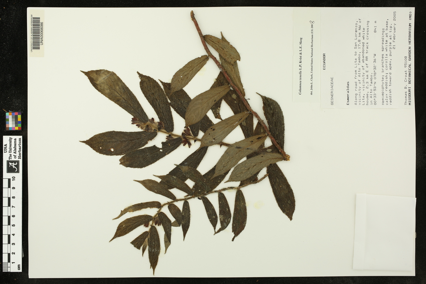 Columnea tenella image