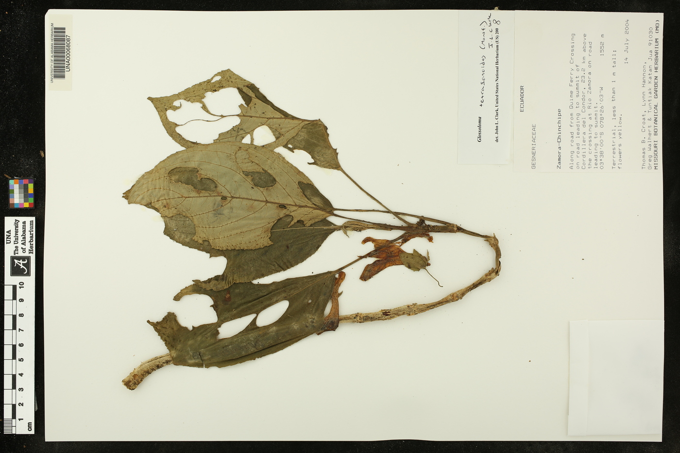 Glossoloma tetragonoides image