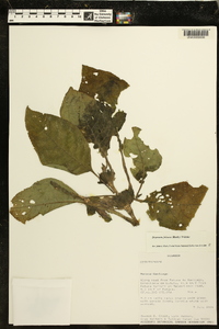 Drymonia foliacea image