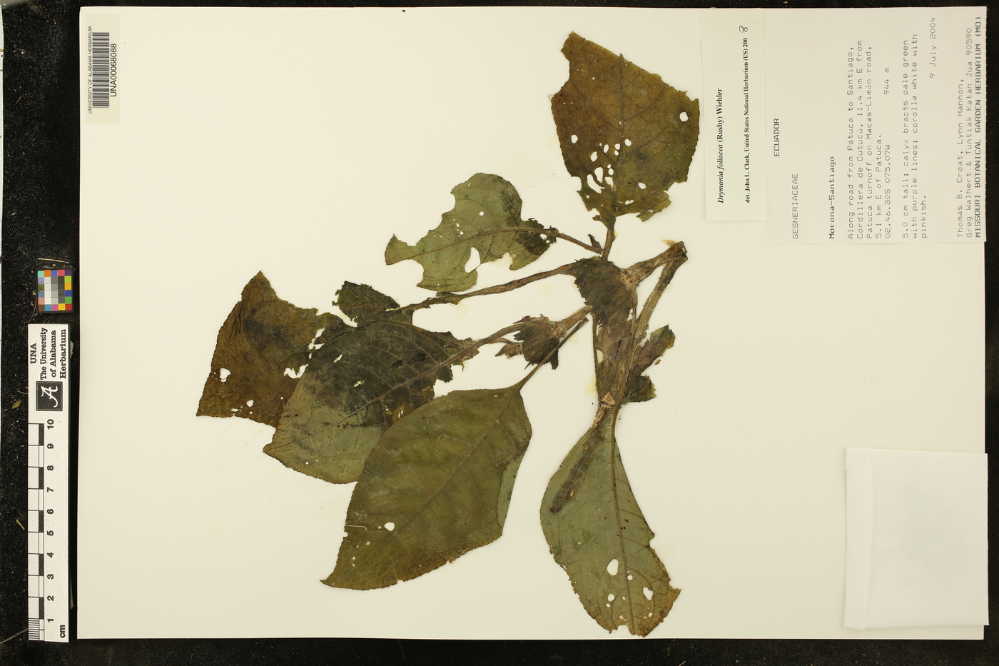 Drymonia foliacea image