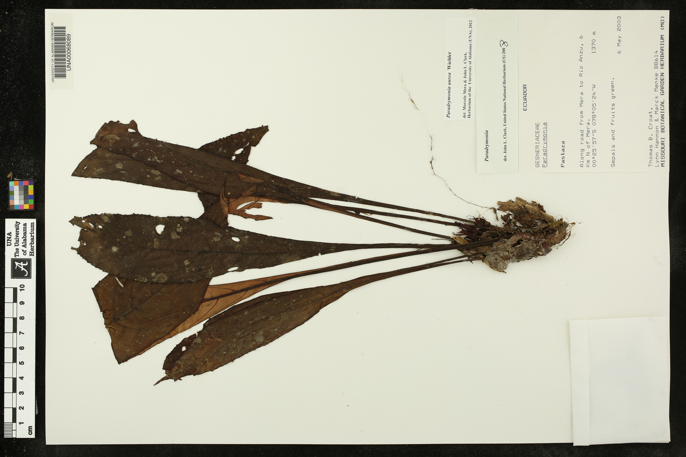 Paradrymonia aurea image