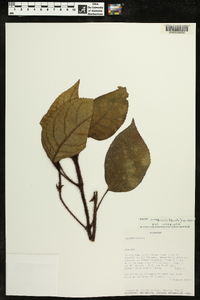 Kohleria inaequalis var. inaequalis image