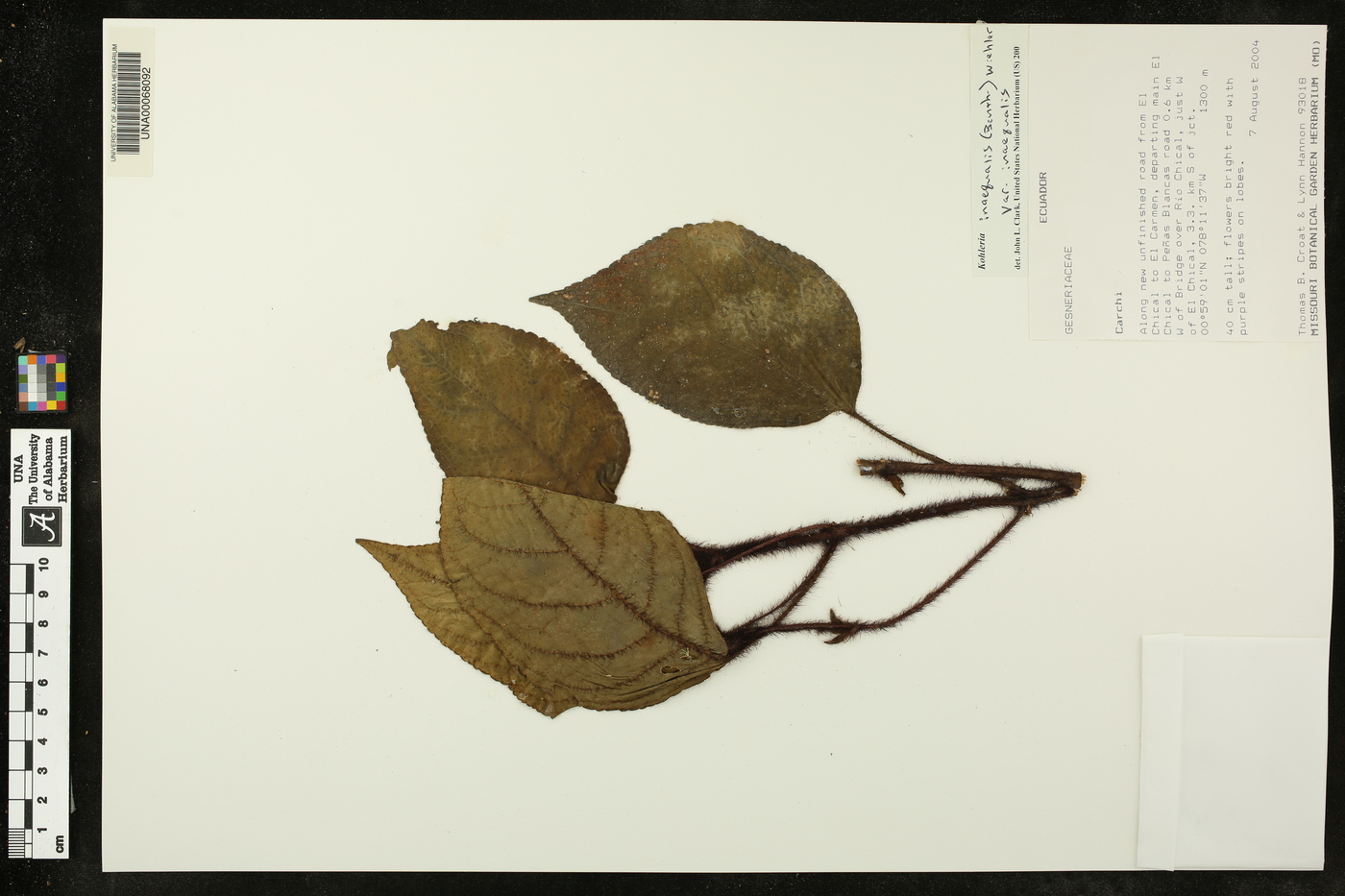 Kohleria inaequalis var. inaequalis image