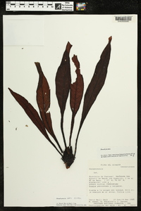 Paradrymonia fuquaiana image