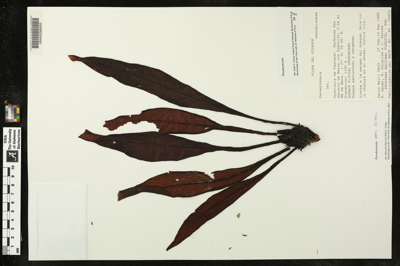 Paradrymonia fuquaiana image
