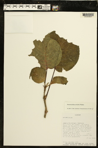 Drymonia foliacea image