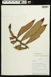 Columnea guttata image