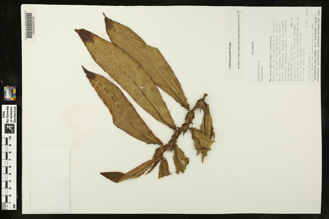 Columnea guttata image