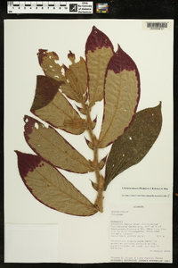 Columnea eburnea image