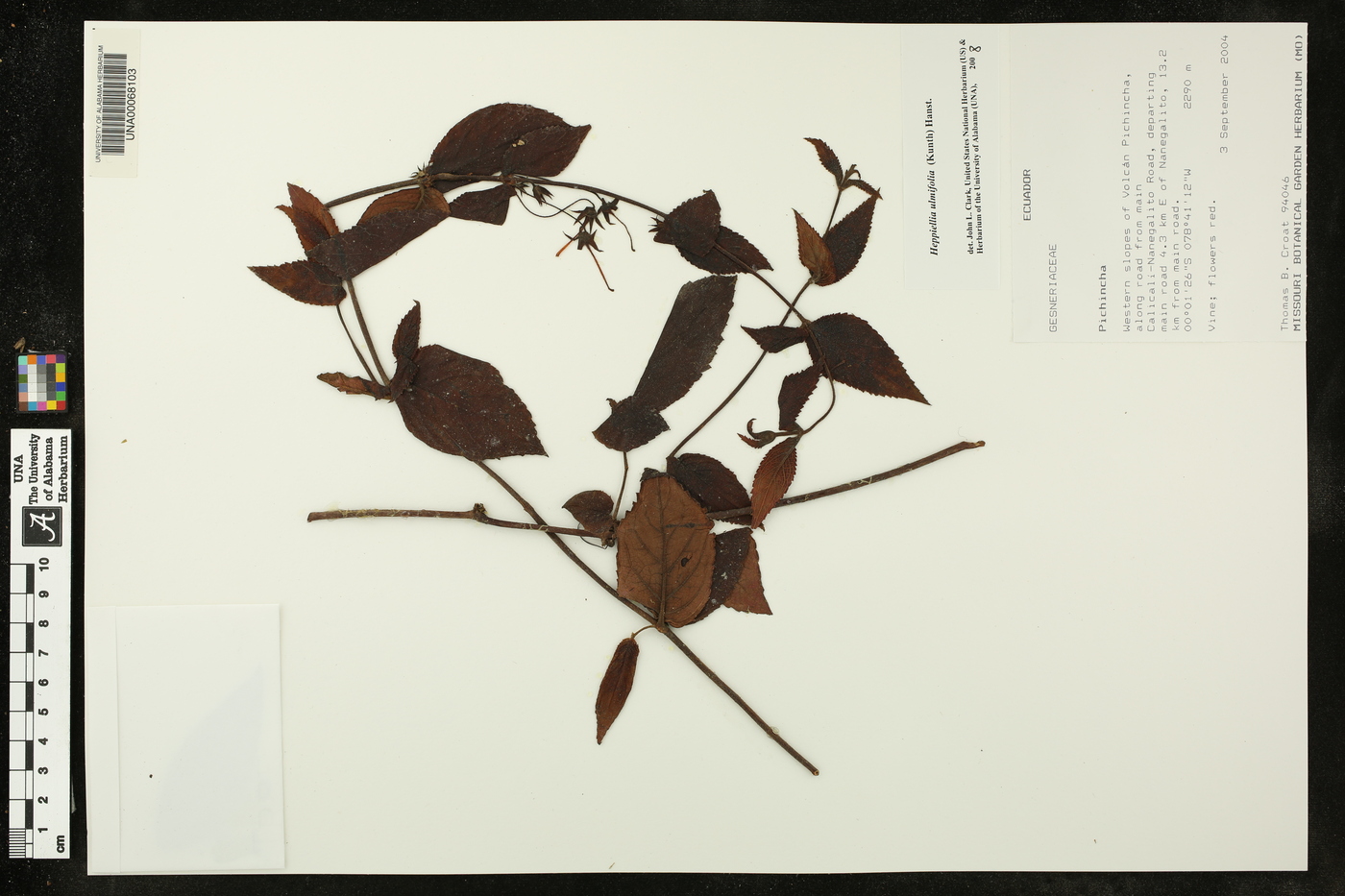 Heppiella ulmifolia image