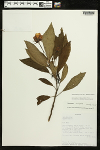 Gasteranthus perennis image