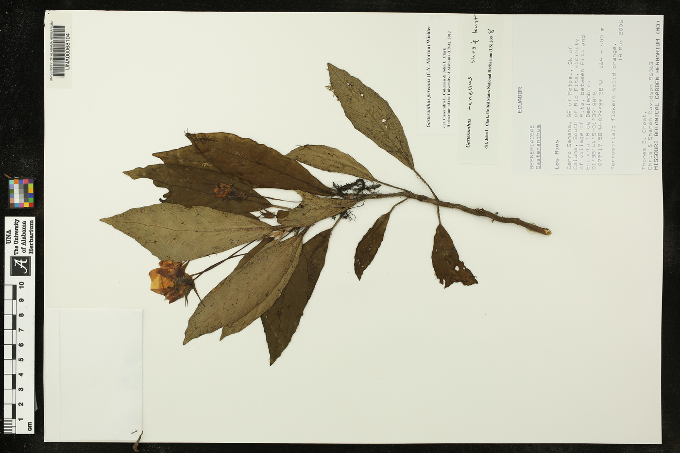 Gasteranthus image