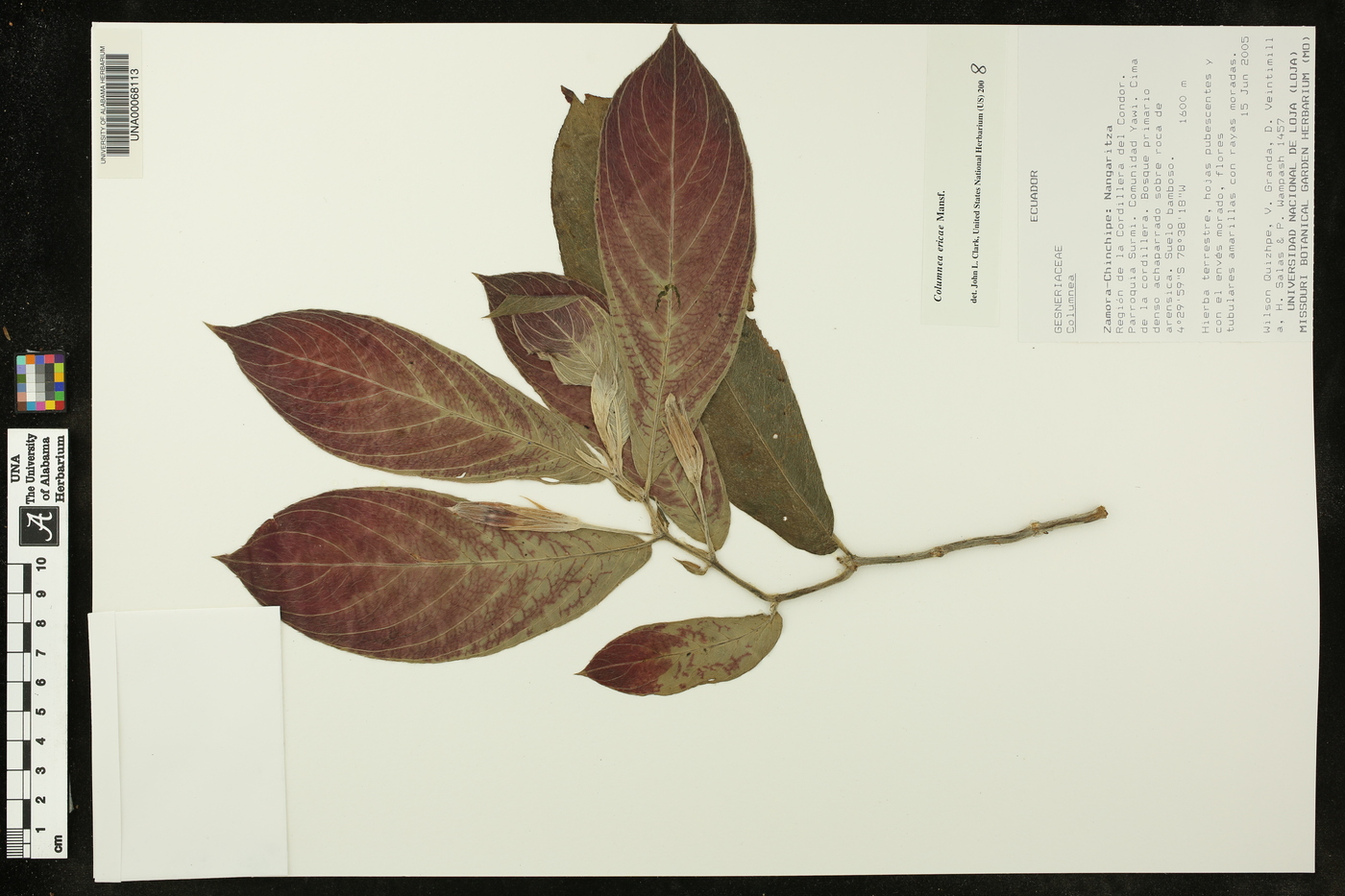 Columnea ericae image