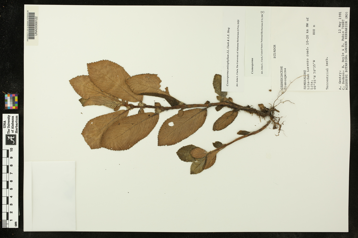 Cremosperma anisophyllum image
