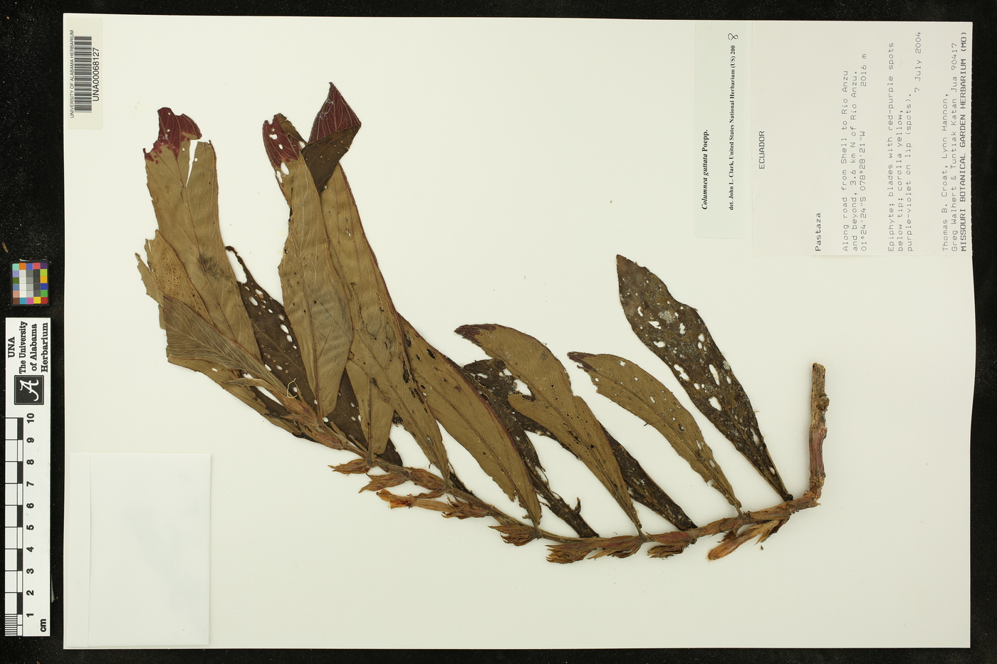 Columnea guttata image