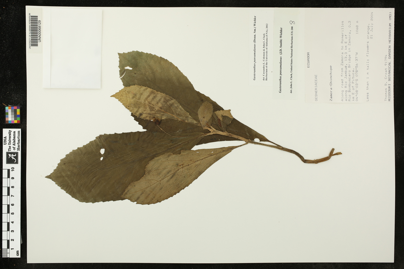 Gasteranthus pansamalanus image