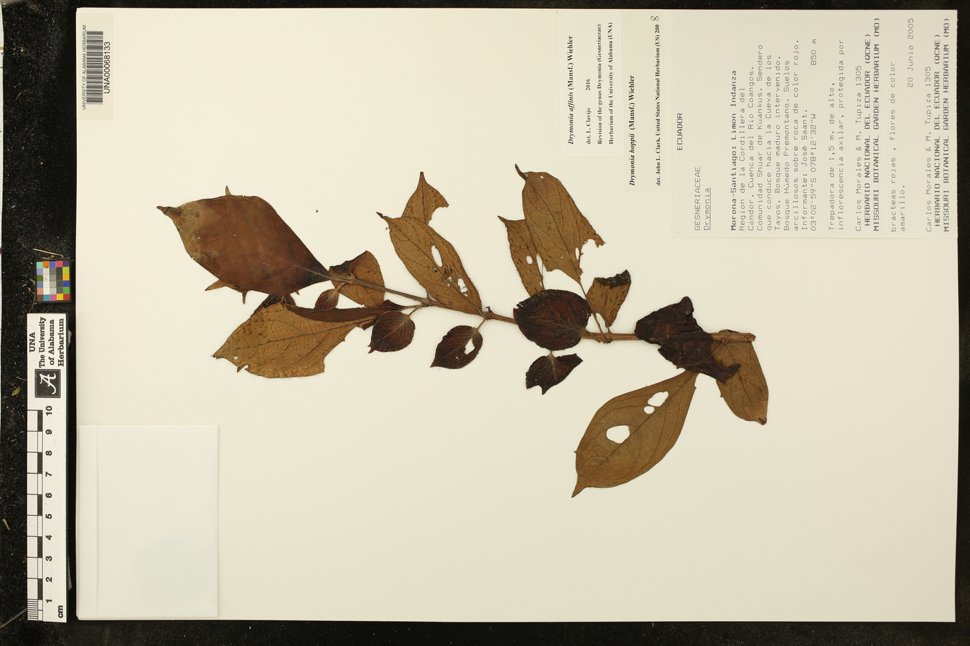 Drymonia affinis image