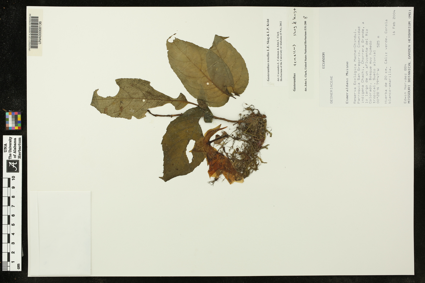 Gasteranthus tenellus image