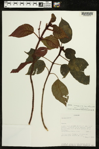 Kohleria inaequalis image