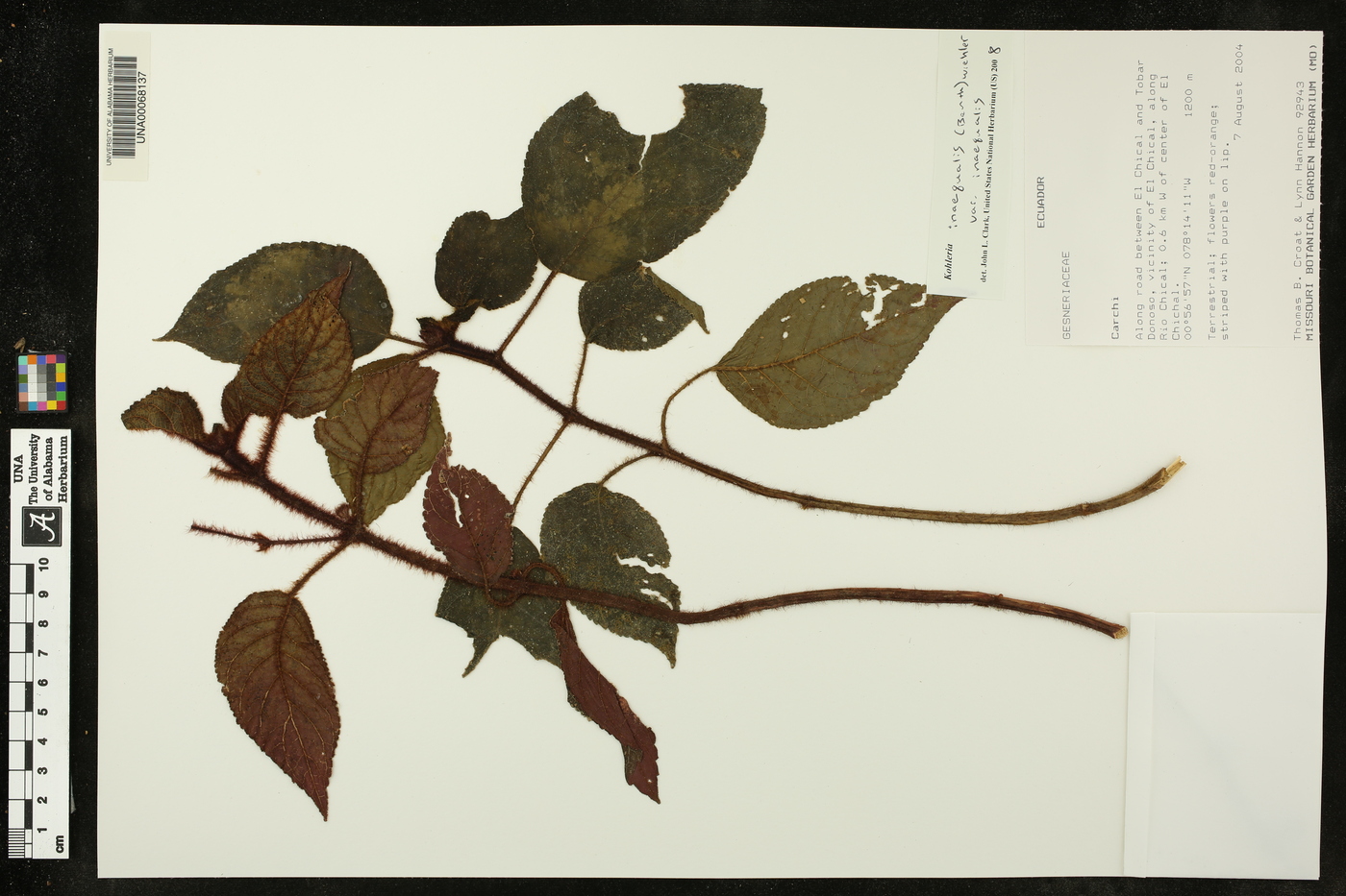 Kohleria inaequalis var. inaequalis image