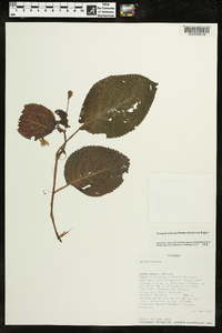 Nomopyle dodsonii image