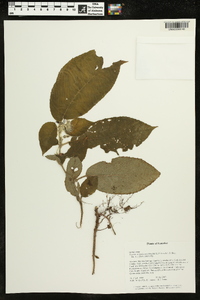 Pearcea hispidissima image