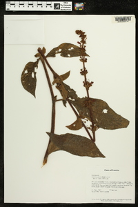 Kohleria spicata image