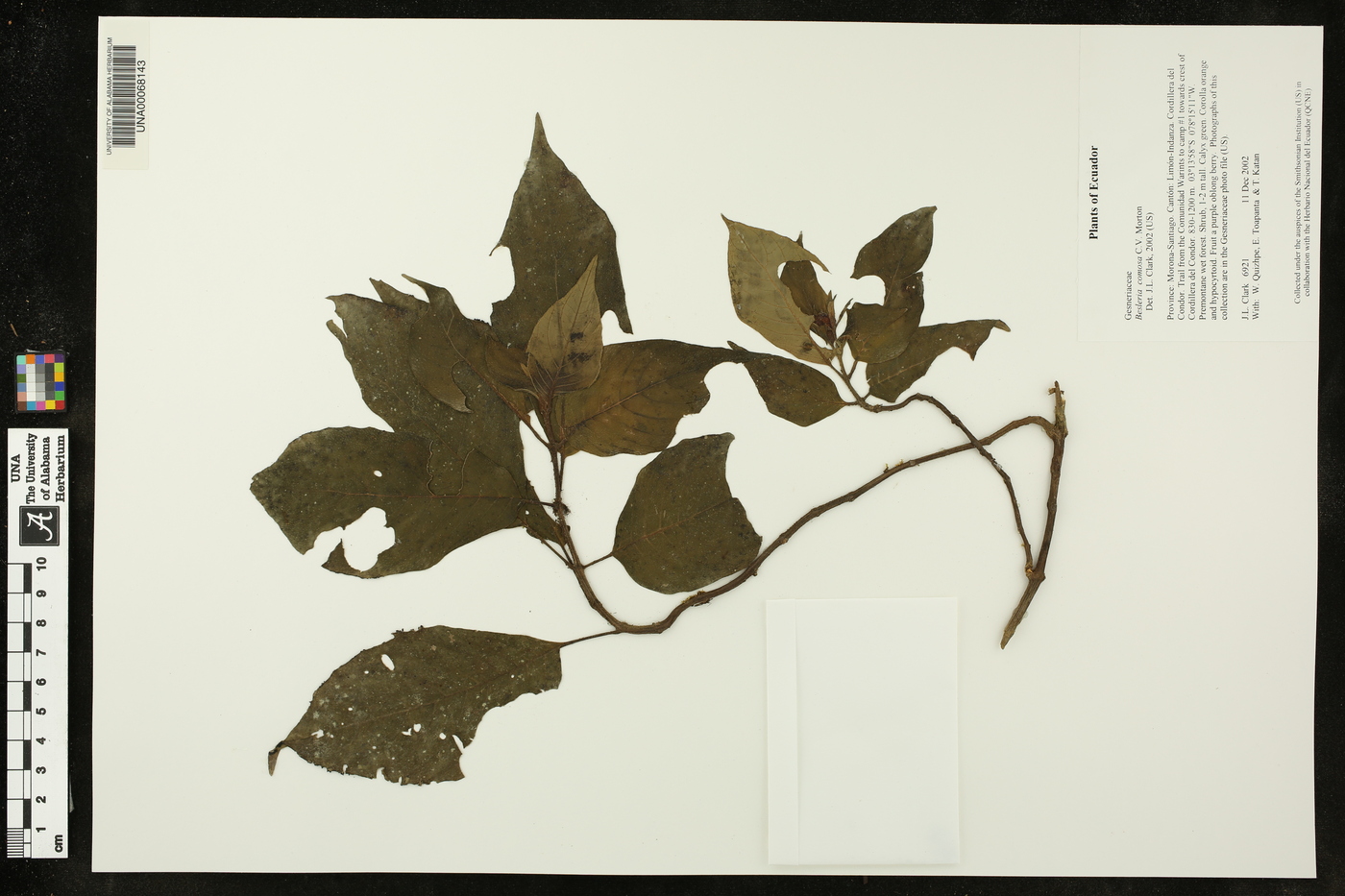 Besleria comosa image