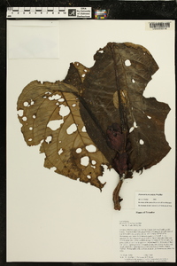 Drymonia urceolata image