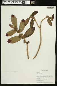 Columnea spathulata image