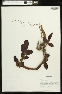 Columnea spathulata image