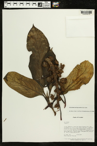 Glossoloma harlequinoides image