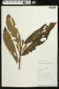 Columnea guttata image