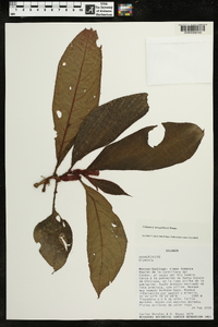 Columnea inaequilatera image