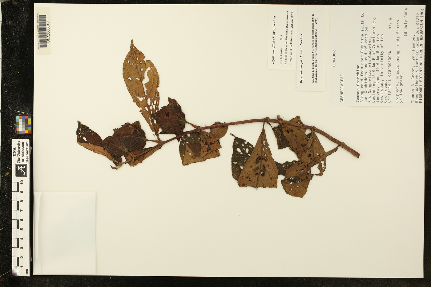 Drymonia affinis image
