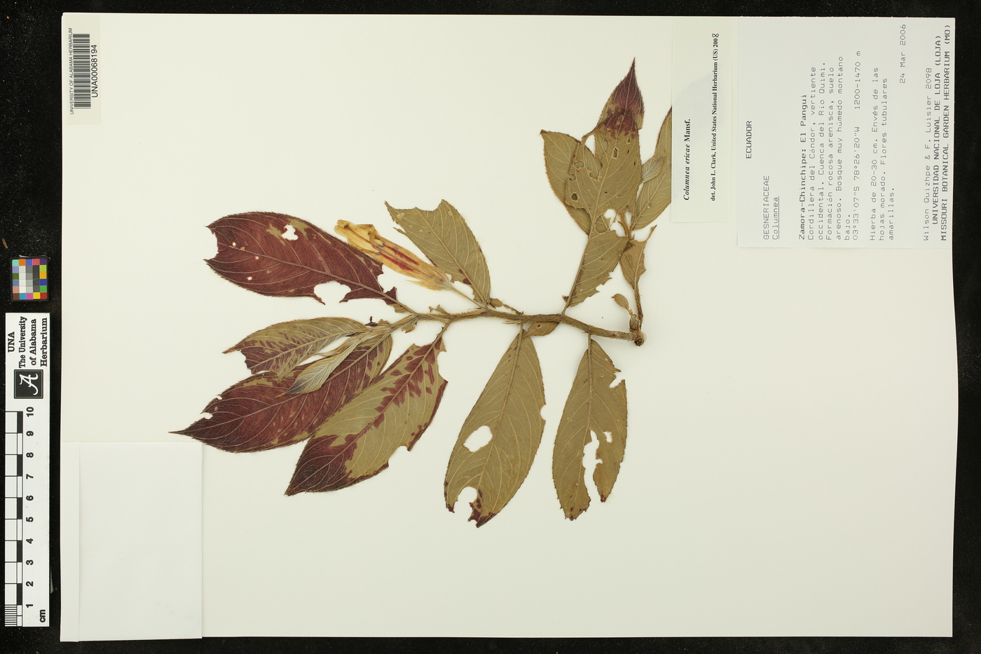 Columnea ericae image