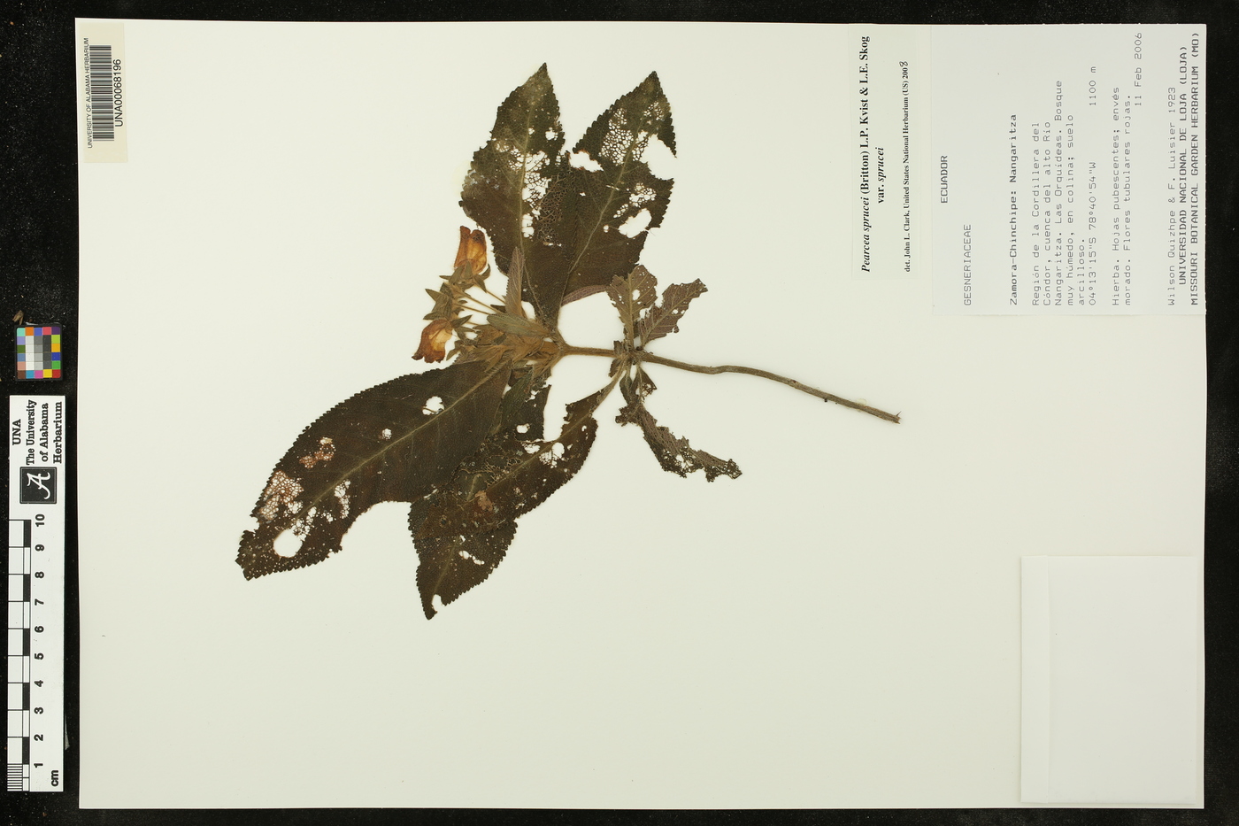 Pearcea sprucei var. sprucei image