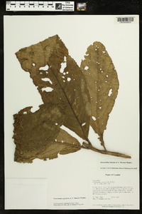Gasteranthus lateralis image